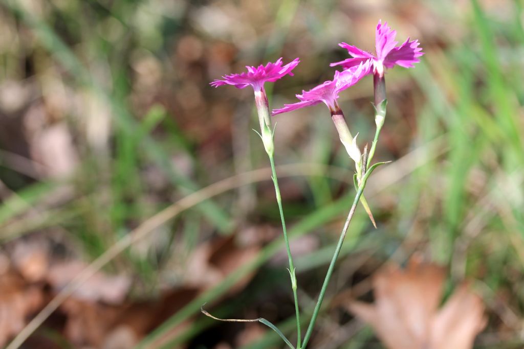 Dianthus deltoides? no, Dianthus seguieri